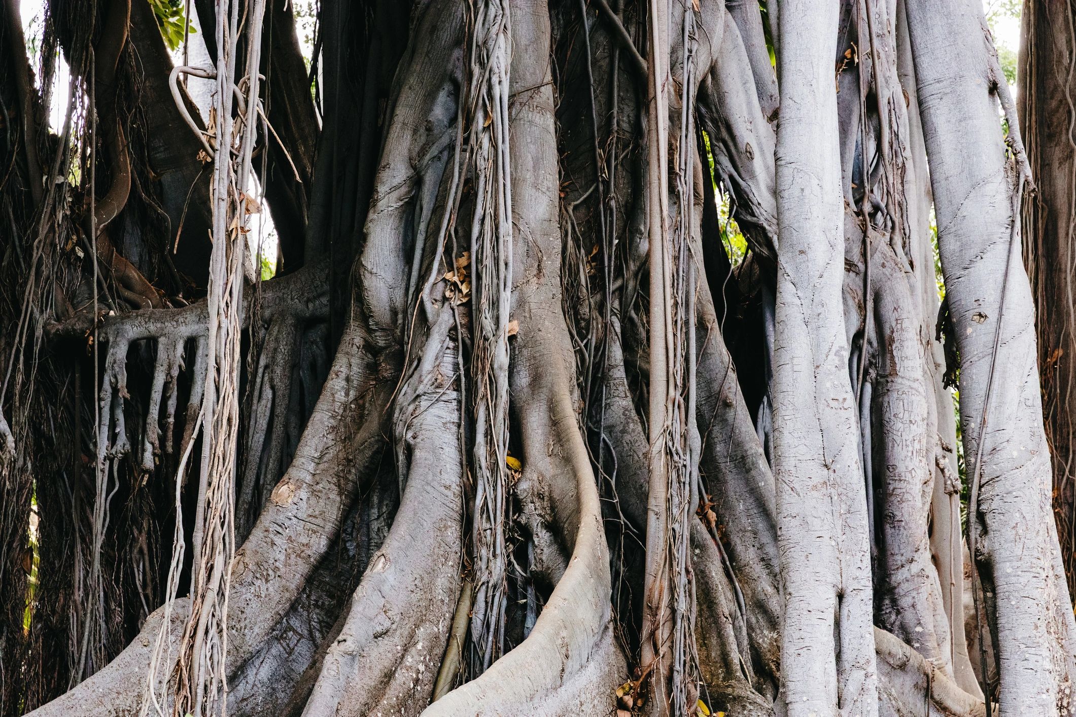 Tree roots symbolising family connections and lineage
